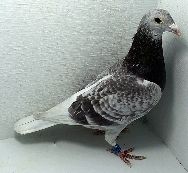 Band: 6950 IPB B 2025